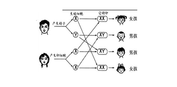 九江供卵助孕群：早期接种宫颈癌疫苗可提供更好的保护(图1)